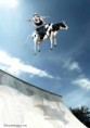 /album/srandovni-obrazky-na-internetu/funny-cow-as-a-skateboard%2c-drole-de-vache-comme-une-planche-%c3%a0-roulettes%2c-lustige-kuh-als-skateboard-jpg/
